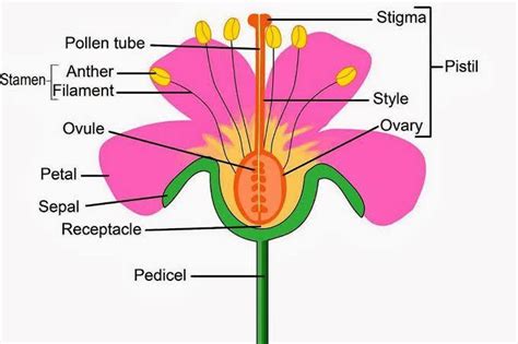 Flower with its sexual reproductive organs. Sketch the labeled diagrams ...