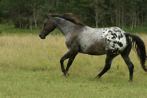 Appaloosa Canter by YumpyStock on DeviantArt