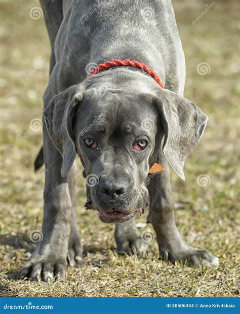 Cane corso puppy stock photo. Image of grey, guard, friend - 30506344