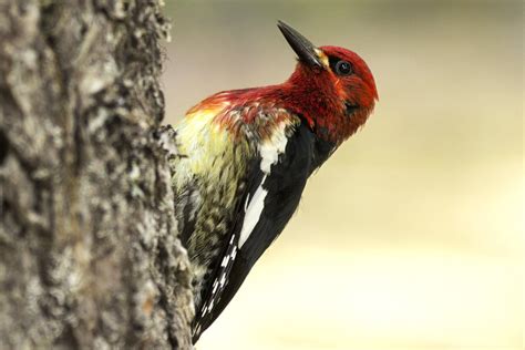 Easy Woodpecker Identification Tips