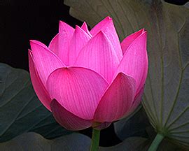 Meaning Of Lotus Flower In Egyptian Art | Best Flower Site