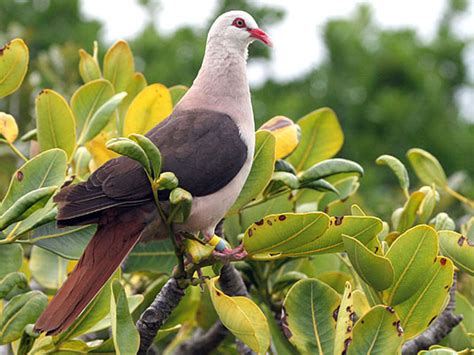 Pink Pigeon | Wildlife Preservation Canada