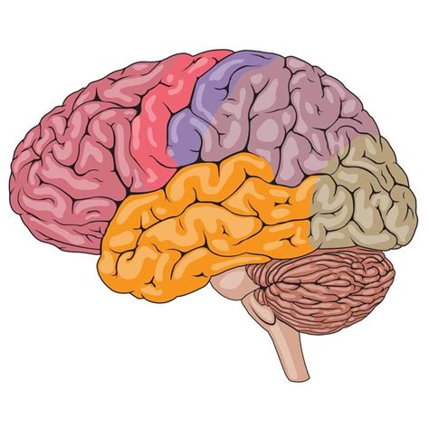 the human brain is divided into four sections