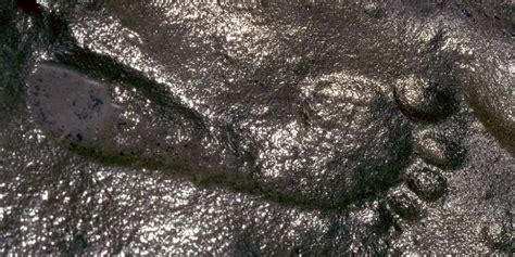 This 290-million-year-old HUMAN footprint has experts baffled | Ancient ...