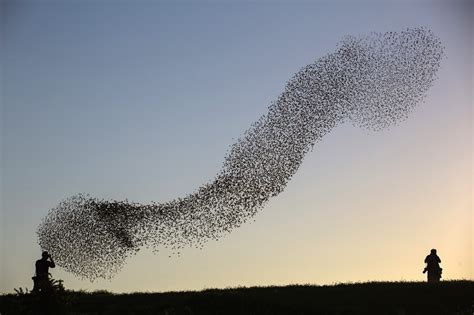 The Murmurations of Starlings - The Atlantic