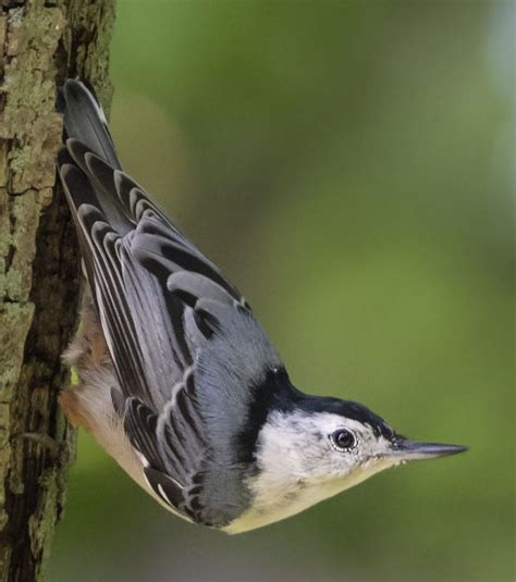 White-breasted Nuthatch - Owen Deutsch Photography