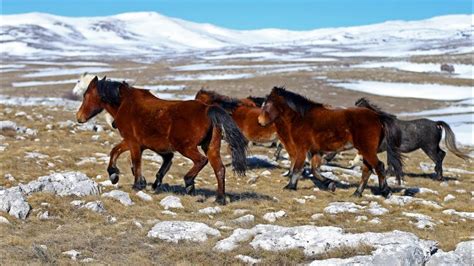 Galop divljih konja u podnožju planine Cincar, nedaleko od Livna - Dron.ba za N1 - YouTube