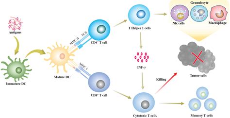 Schematic illustration of the mechanism of cancer immunotherapy. | Download Scientific Diagram