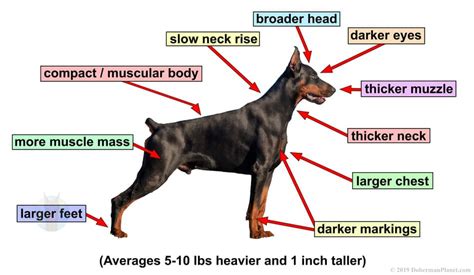 What Is A Healthy Weight For A Doberman