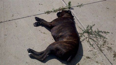 bubba roadkill | Animals, Dogs, Roadkill