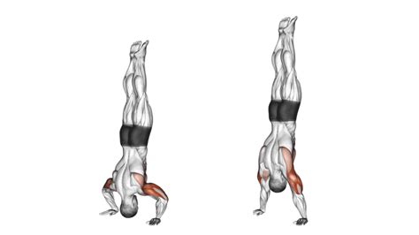 Les Handstand push-up - Muscu Street et Crossfit