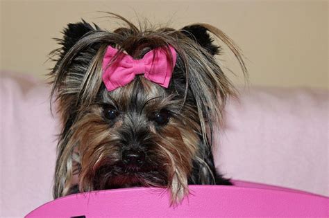 Yorkie Kennel Training - Pets Lovers