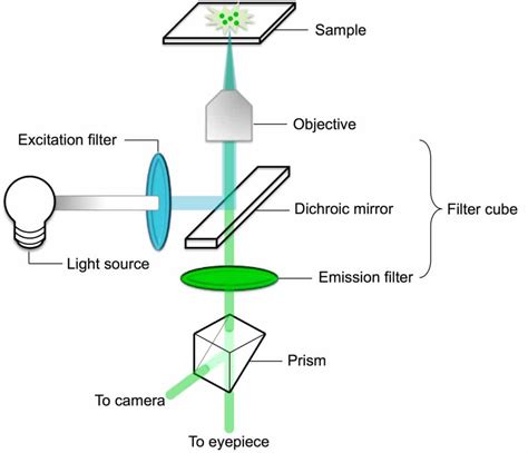 Fluorescence Microscopy를 위한 Fluorophores 및 Optical Filters | SexiezPicz ...