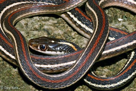 Red-striped Ribbon Snake - Thamnophis proximus rubrilineatus