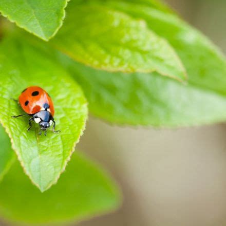 Snapzu Earth: California ladybug swarm was so big it showed up on radar as 80 mile long "bloom"