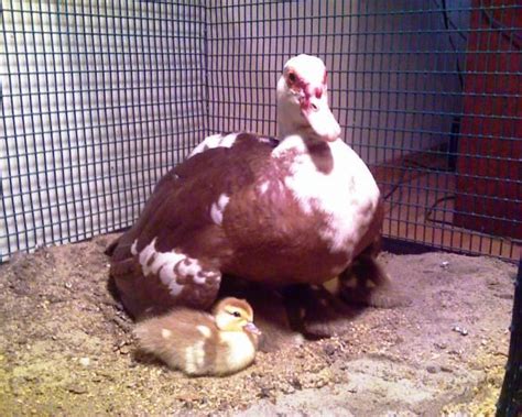 For Sale...Chocolate Muscovy Ducklings | Muscovy ducklings, Ducklings, Sale