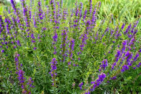 Hyssop (Hyssopus officinalis) – Natural Alchemy