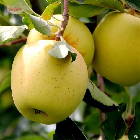 Golden Delicious Apple Tree | For Sale | South Africa | Planted Roots