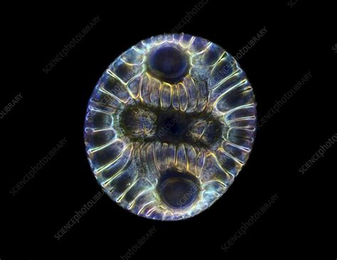 Fossil diatom, light micrograph - Stock Image - C016/8603 - Science Photo Library