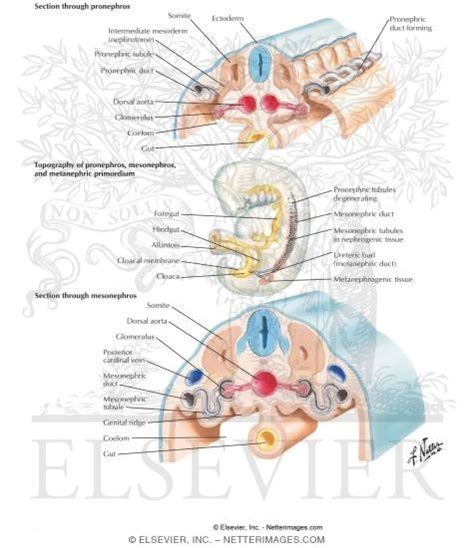 Development of Pronephros and Mesonephros