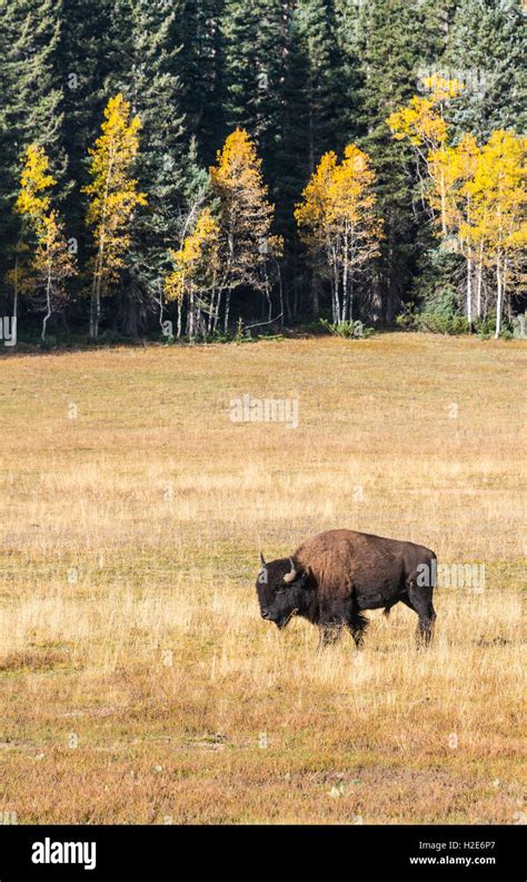 Beefalo, also cattalo or American hybrid, hybrid of North American ...