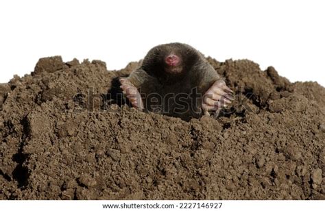 Mole Claws Paws Climbs Out Ground Stock Photo 2227146927 | Shutterstock