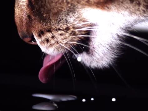 Cats and dogs drinking water slow-motion - Business Insider