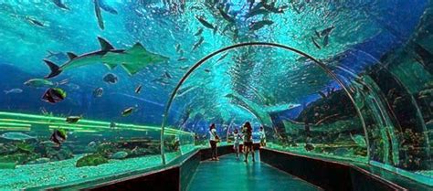 SeaWorld Ancol | Sea world, World, Aquarium