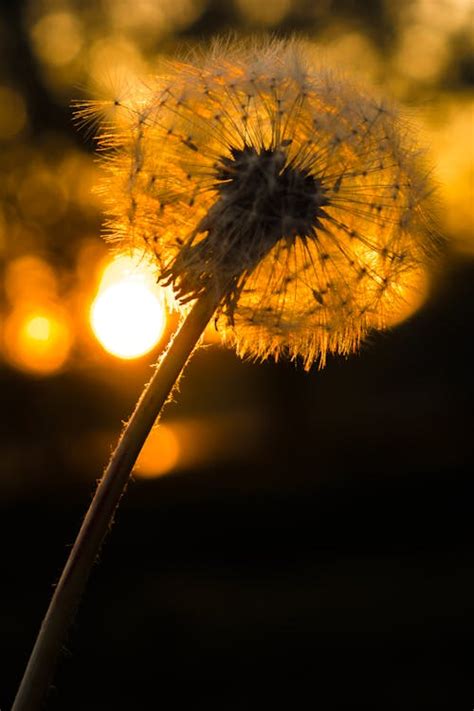 Close-up of a Dandelion Clock · Free Stock Photo