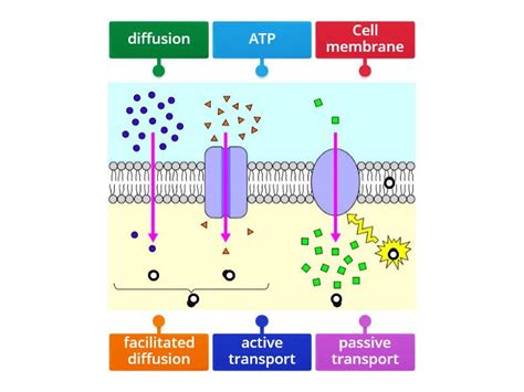 Cell Transport - Labelled diagram