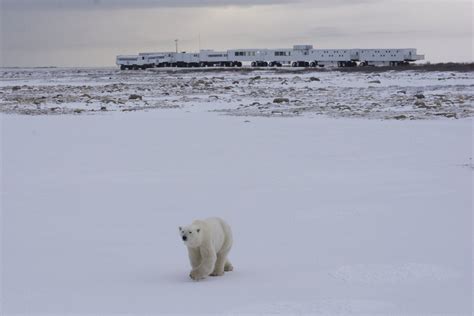 The Tundra Buggy Lodge | Frontiers North Adventures