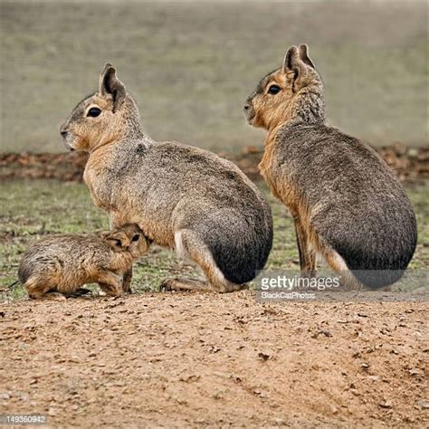 137 Mara Rodent Stock Photos, High-Res Pictures, and Images - Getty Images