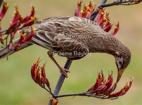 "Australian Wattle Bird Feeding." by Graeme Bayley | Redbubble