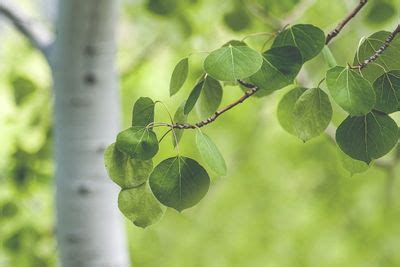 Aspen Tree Types - Information About Aspen Trees Varieties