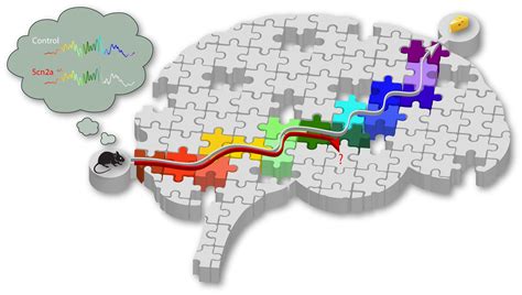 Gene linked to intellectual ability affects memory replay in mice