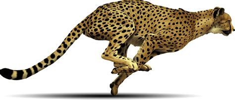 Cheetah Predator PNG Transparent Images | PNG All