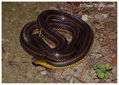 Rainbow Snake | Florida Backyard Snakes