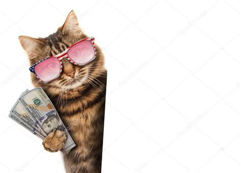 Money Funny Cat Memes