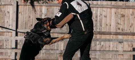 Personal Protection Training for Dogs, Family Dogs Training UK