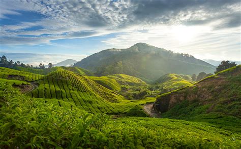 How to plan a trip to Malaysia's Cameron Highlands - Lonely Planet