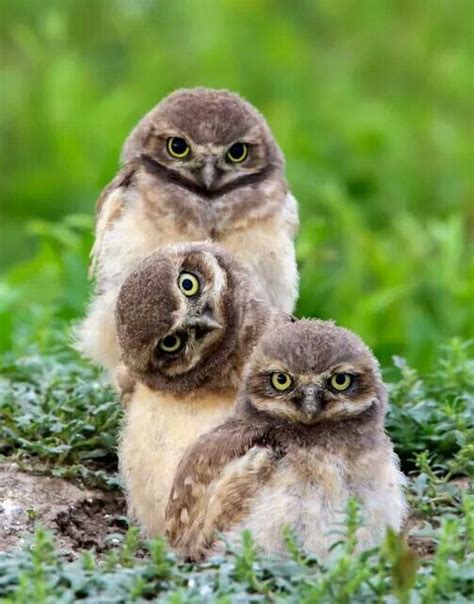 Pin by Ginny Burdick on OwL lOvE | Baby owls, Owl, Owl pictures