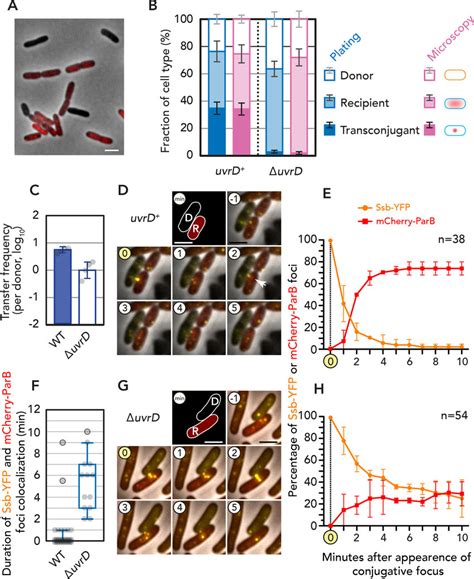 Visualization of plasmid transfer processes. (A) Representative field ...