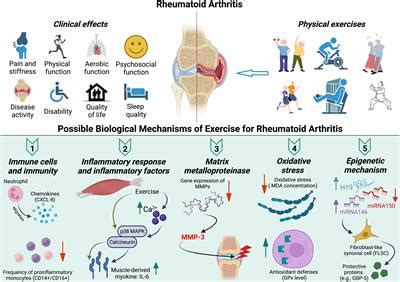 Frontiers | Clinical effect and biological mechanism of exercise for ...