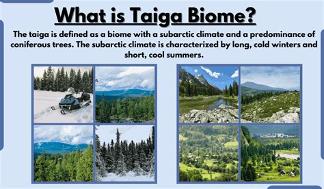 Taiga Biome-Characteristics, Location, Climate, Temperature, and Examples