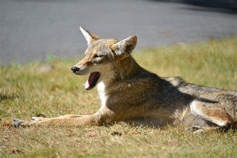 6 Facts About Urban Coyotes - Hobby Farms