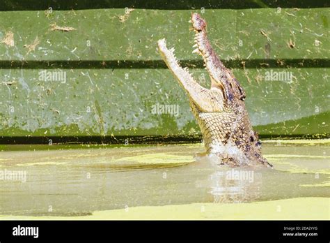 Queensland Crocodile in Rural Australia Stock Photo - Alamy