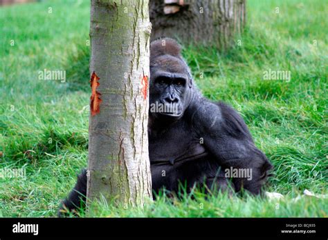 Gorilla, London Zoo Stock Photo - Alamy