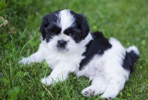 Best Quality Shih Tzu Puppies for Sale In Singapore (November 2024)