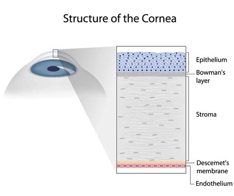 structure-of-the-cornea - Mark C. Vital, M.D.