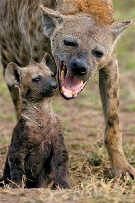 Top 10 Most Dangerous Animals in The World | Dangerous animals, Animals, Hyena animal